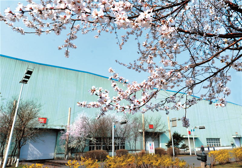 鲜花盛开的本钢厂区   摄影：邓立言